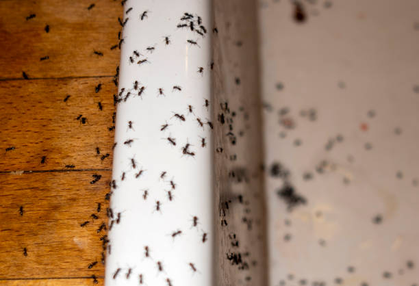 Best Cockroach Control Services  in Roanoke, IN